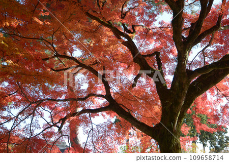 Autumn leaves of Shokokuji temple grounds Kamigyo Ward, Kyoto City Autumn leaves of Shokokuji temple grounds Kamigyo Ward, Kyoto City 109658714