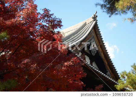 Autumn Shokokuji temple hall and autumn leaves Kamigyo Ward, Kyoto City 109658720