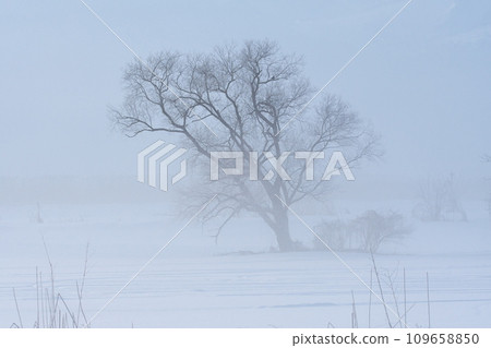 A lone tree standing in the snowfield of the Chikuma River in the morning mist A lone tree standing in the snowfield of the Chikuma River in the morning mist 109658850