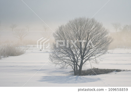 A lone tree standing in the snowfield of the Chikuma River in the morning mist 109658859
