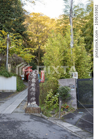 Kamakura November Sasuke Inari Shrine 2 Autumn leaves 109658902
