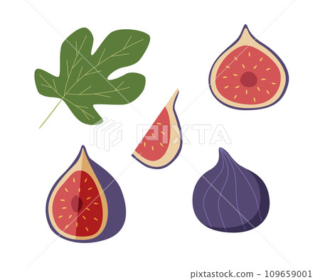 Figs are whole and in section with leaves set. Vector illustration of a tropical fig fruit. Isolated on white. Figs are whole and in section with leaves set. Vector illustration of a tropical fig fruit. Isolated on white. 109659001