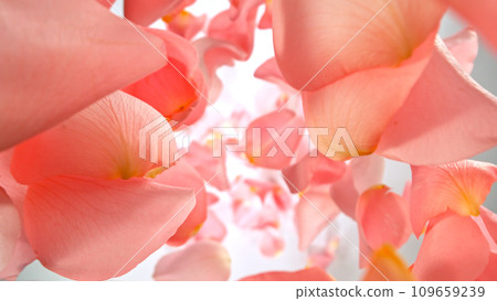Freeze motion of flying rose petals on light gradient background 109659239