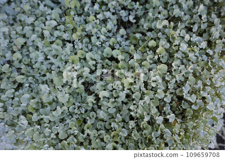 Daikondora silver spreading all over the place Daikondora silver spreading all over the place 109659708