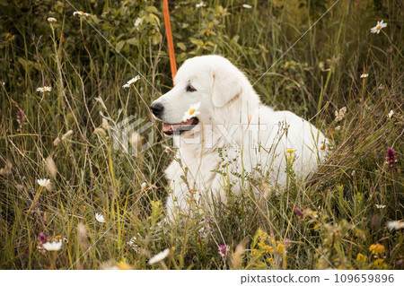 Daisies white dog Maremma Sheepdog in a wreath of daisies sits on a green lawn with wild flowers daisies, walks a pet. Cute photo with a dog in a wreath of daisies. 109659896
