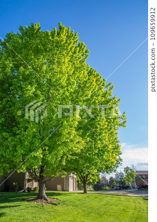 Dazzling fresh greenery A residential area with beautiful fresh greenery Dazzling fresh greenery A residential area with beautiful fresh greenery 109659912