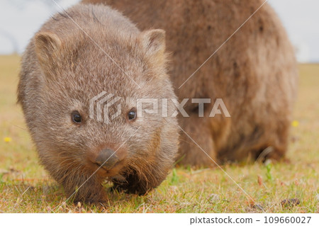 塔斯馬尼亞瑪麗亞島上的袋熊 109660027