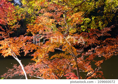 Autumn at Lake Shinsei with beautiful autumn leaves reflected on the surface of the lake 109660072