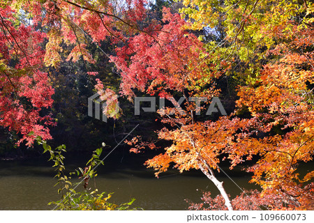 Autumn at Lake Shinsei with beautiful autumn leaves reflected on the surface of the lake 109660073