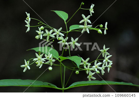 六甲山森林地面上可見的一種白色開花植物，美麗的白色花朵分散在稀疏的分枝圓錐花序中。 109660145