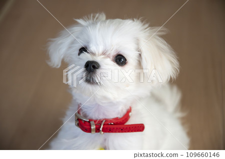 馬耳他語 109660146