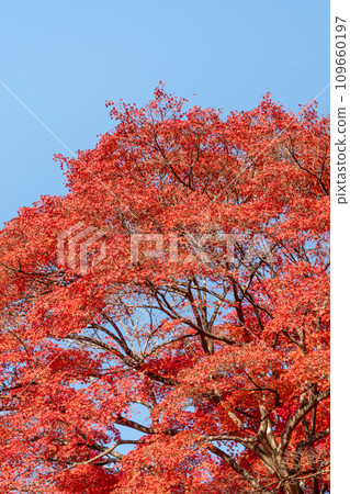 japan beautiful maple leaf travel background maple maple leaf japan beautiful maple leaf travel background maple maple leaf 109660197