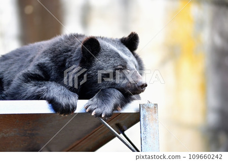 熊看起來很累 熊看起來很累 109660242