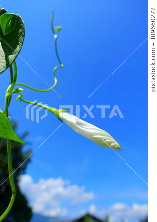 morning glory morning glory bud morning glory morning glory bud 109660272