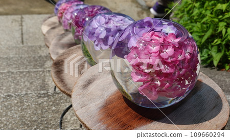 Hydrangea flower hand water Hydrangea flower hand water 109660294