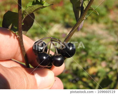 Physalis fruit 109660519