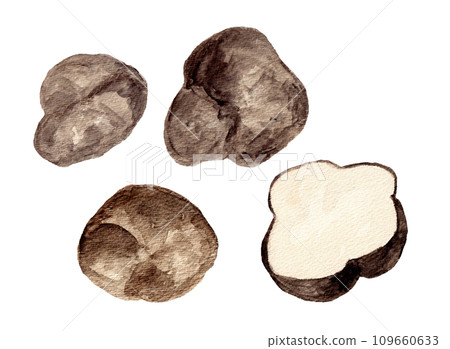 Hand-drawn watercolor illustration of Yamato sweet potato Hand-drawn watercolor illustration of Yamato sweet potato 109660633