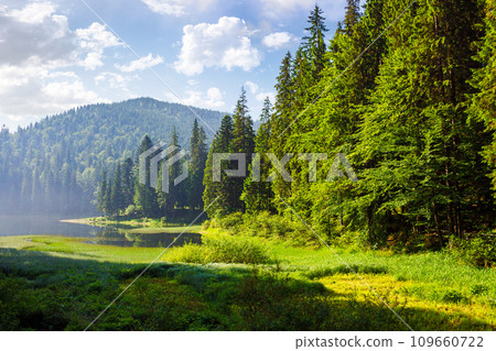 forested mountainous summer landscape. green scenery of synevyr lake in carpathian coniferous woods on a sunny morning. fluffy clouds on the bright blue sky forested mountainous summer landscape. green scenery of synevyr lake in carpathian coniferous woods on a sunny morning. fluffy clouds on the bright blue sky 109660722