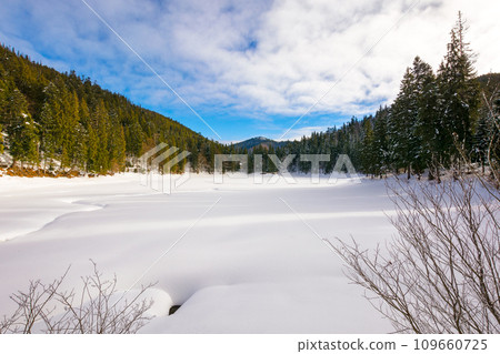 forested mountainous winter landscape. cold scenery of synevyr lake in carpathian fir woods on a sunny morning. clouds on the bright blue sky forested mountainous winter landscape. cold scenery of synevyr lake in carpathian fir woods on a sunny morning. clouds on the bright blue sky 109660725