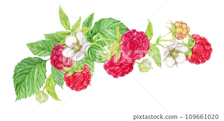 Composition of hanging raspberry branches. Watercolor red berries grow on branches, green leaves and flowers. Hanging from above is a bunch of garden berries, a harvest of natural products. 109661020