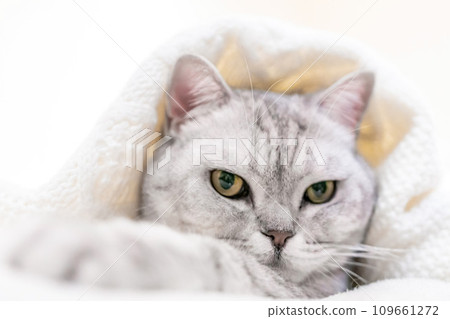 Relaxed Scottish cat wrapped in white blanket muzzle close up. Where: Unspecified location. Comfortable setting. Conveying cat's relaxation in cozy blanket. 109661272