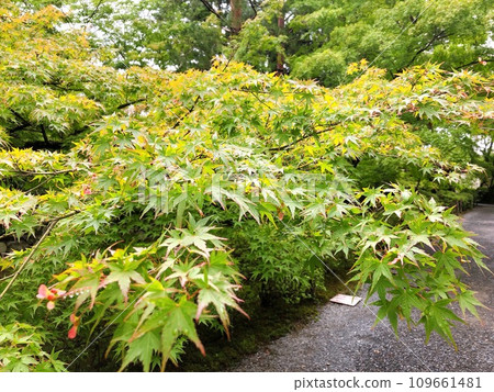 [Japan] The approach to Nison-in, the blue maple leaves of Baba in autumn (Kyoto) 109661481