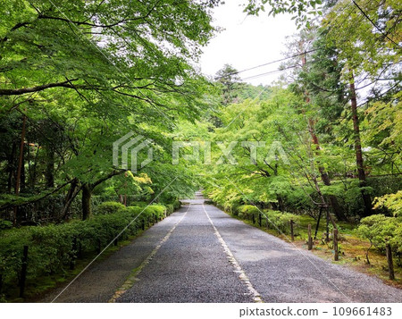 [日本] 被藍色楓葉包圍的二尊院參道，秋葉中的馬場（京都） 109661483
