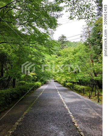 [日本] 被藍色楓葉包圍的二尊院參道，秋葉中的馬場（京都） 109661485