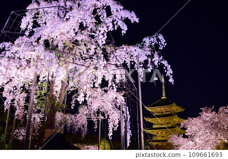 京都東寺的櫻花燈飾 109661693
