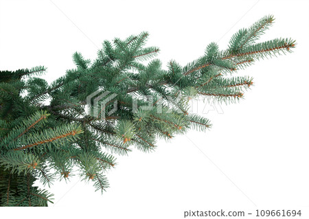 Green fir tree branches isolated on white background 109661694