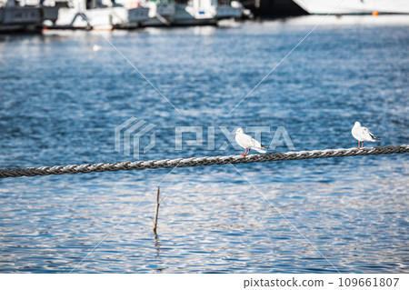 Several seagulls resting on the rope 109661807