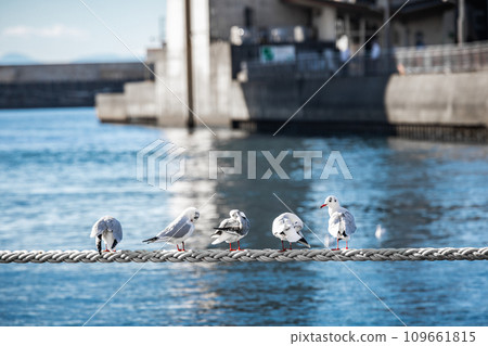 Several seagulls resting on the rope Several seagulls resting on the rope 109661815