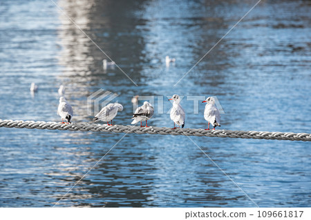 Several seagulls resting on the rope 109661817