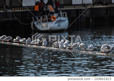 Several seagulls resting on the rope 109661823