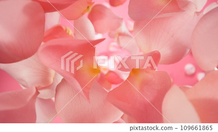 Falling Pink Rose Petals, Isolated on White Background. 109661865