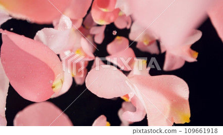 Falling Pink Rose Petals, Isolated on Black Background. Falling Pink Rose Petals, Isolated on Black Background. 109661918