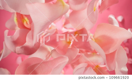 Falling Pink Rose Petals, Isolated on Colored Background. 109661920