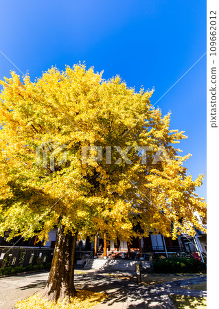 高永寺大銀杏樹的秋葉【長崎市】 109662012