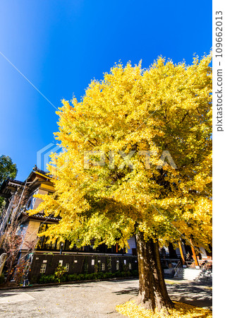 高永寺大銀杏樹的秋葉【長崎市】 109662013