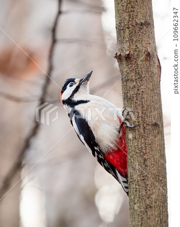 Great spotted woodpecker, Dendrocopos major, knocks on the bark of tree, extracting edable insects. Bird in winter forest. Great spotted woodpecker, Dendrocopos major, knocks on the bark of tree, extracting edable insects. Bird in winter forest. 109662347