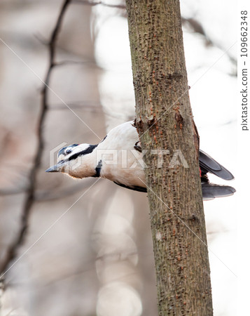 Great spotted woodpecker, Dendrocopos major, knocks on the bark of a tree, extracting edable insects. Bird in winter forest. 109662348