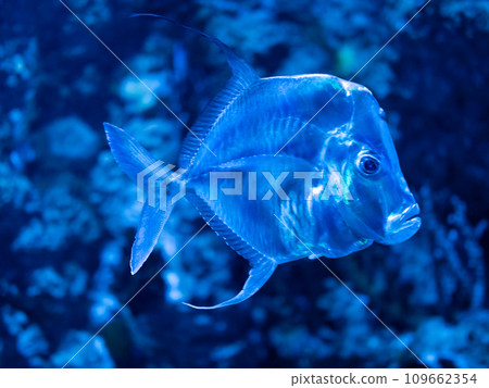 The lookdown or Selene vomer is a species of game fish. Shiny reflective mirror fish inside tank with water. Underwater life in aquarium. The lookdown or Selene vomer is a species of game fish. Shiny reflective mirror fish inside tank with water. Underwater life in aquarium. 109662354