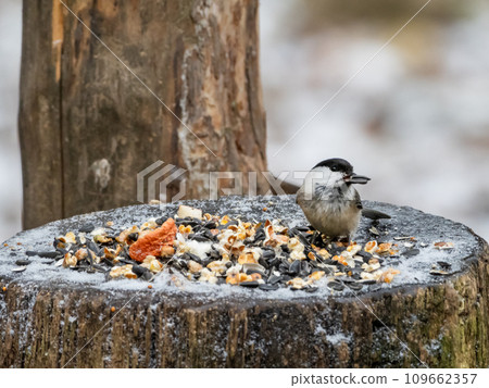 The willow tit or Poecile montanus. Small passerine bird takes seeds for food from human made bird feeder. Winter season. The willow tit or Poecile montanus. Small passerine bird takes seeds for food from human made bird feeder. Winter season. 109662357