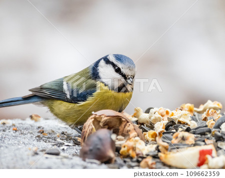 The Eurasian blue tit or Cyanistes caeruleus, small passerine bird takes seeds for food from human made bird feeder. Winter season. 109662359