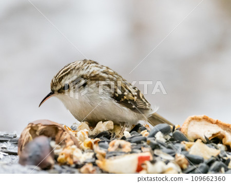 The Eurasian treecreeper or common treecreeper. Certhia familiaris, small passerine bird takes seeds for food from human made bird feeder. Winter season. 109662360
