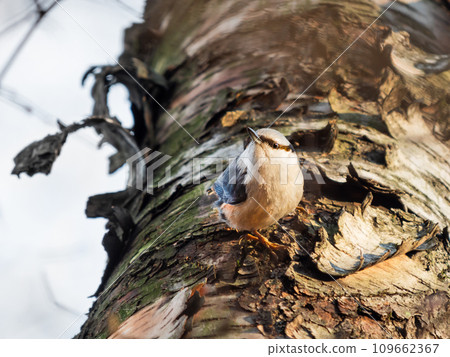 The Eurasian nuthatch or wood nuthatch. Sitta europaea, small passerine bird on tree. Winter season. 109662367