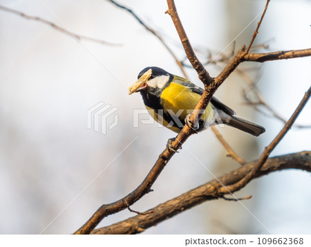Great tit or Parus major is sitting on frozen tree branch. Colorful passerine bird with seed as food in winter forest. 109662368