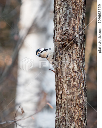 Great spotted woodpecker, Dendrocopos major, knocks on the bark of a tree, extracting edable insects. Bird in autumn forest at sunset. 109662369