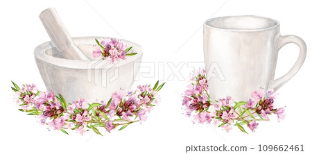White mortar for chopping herbs and thyme flowers, ceramic mug. Watercolor illustration. Preparation of herbal tea, tonic. The concept of herbal medicine, laboratory or label design. 109662461