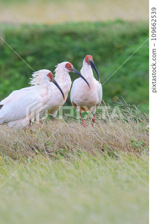 風景與日本宜必思飯店 109662539